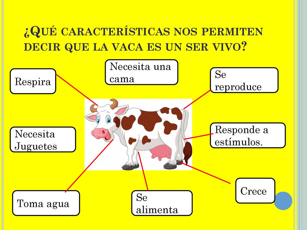 ¿Qué características nos permiten decir que la vaca es un ser vivo