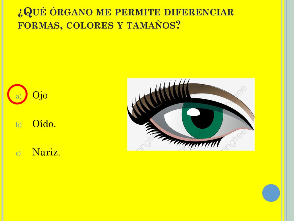 ¿Qué órgano me permite diferenciar formas, colores y tamaños