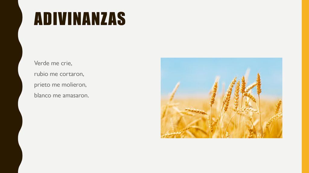Adivinanzas Verde me crie, rubio me cortaron, prieto me molieron, blanco me amasaron.