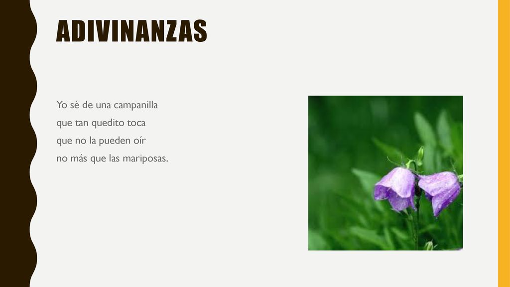 Adivinanzas Yo sé de una campanilla que tan quedito toca que no la pueden oír no más que las mariposas.