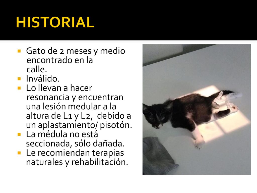 HISTORIAL Gato de 2 meses y medio encontrado en la calle. Inválido.