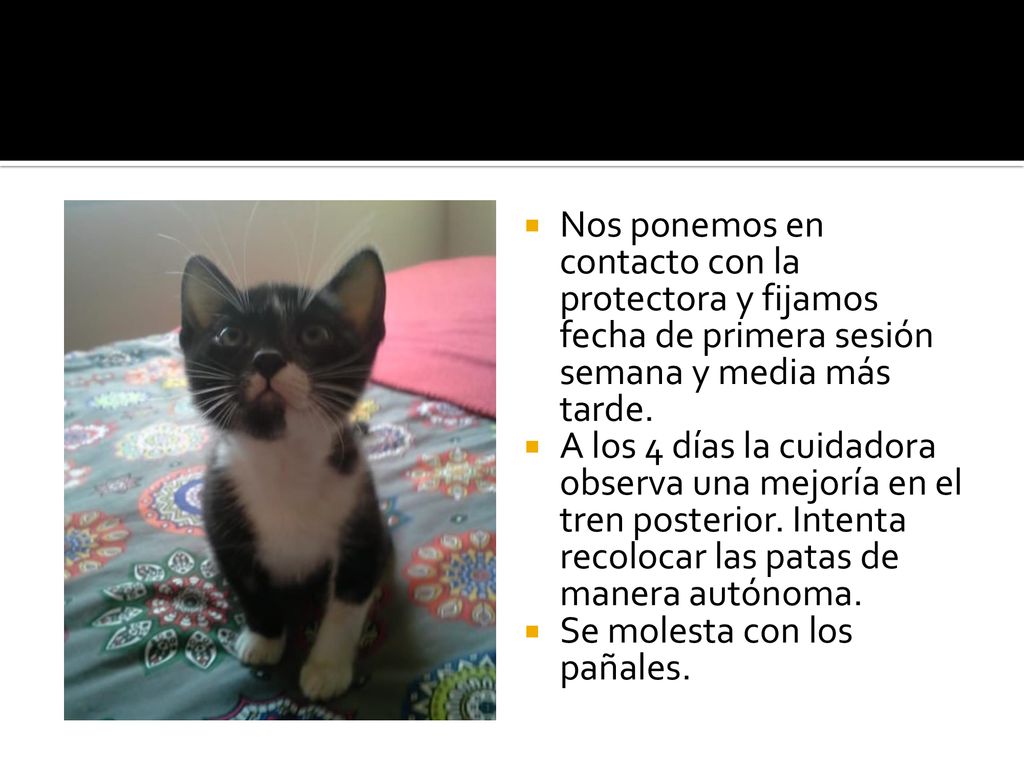 Nos ponemos en contacto con la protectora y fijamos fecha de primera sesión semana y media más tarde.