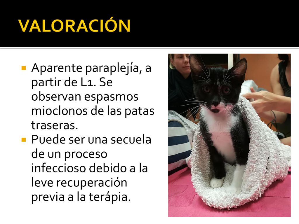 VALORACIÓN Aparente paraplejía, a partir de L1. Se observan espasmos mioclonos de las patas traseras.