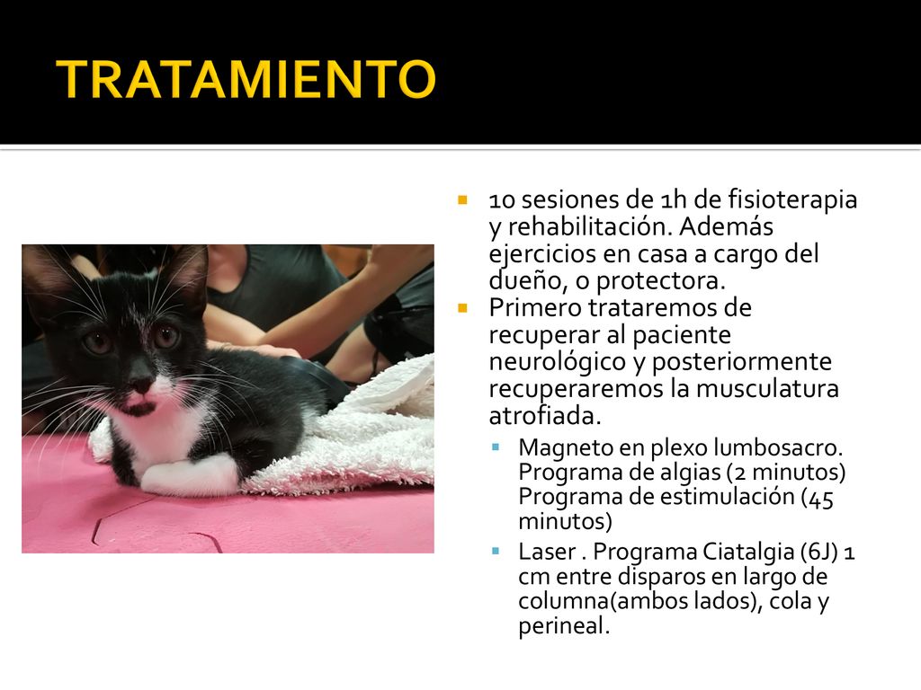 TRATAMIENTO 10 sesiones de 1h de fisioterapia y rehabilitación. Además ejercicios en casa a cargo del dueño, o protectora.