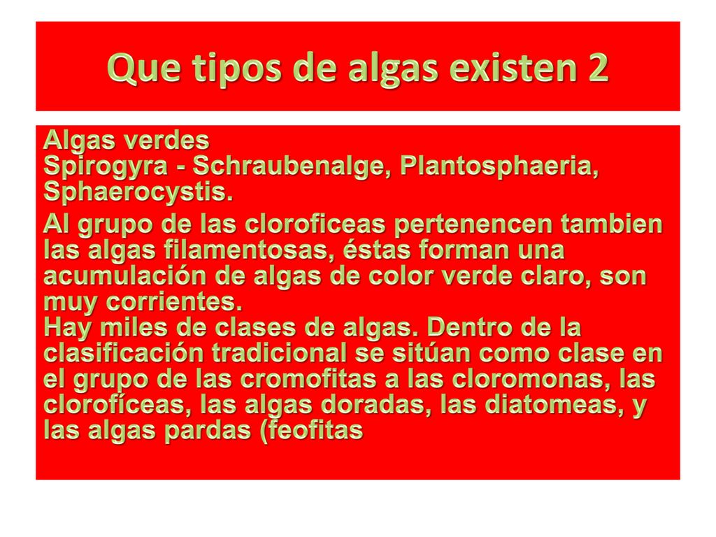 Que tipos de algas existen 2