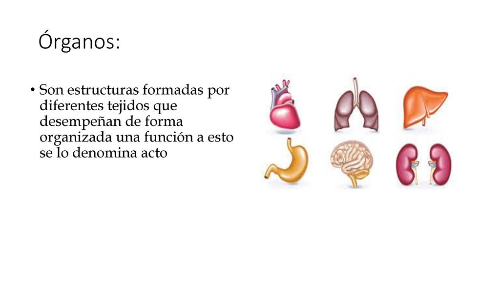 Órganos: Son estructuras formadas por diferentes tejidos que desempeñan de forma organizada una función a esto se lo denomina acto.