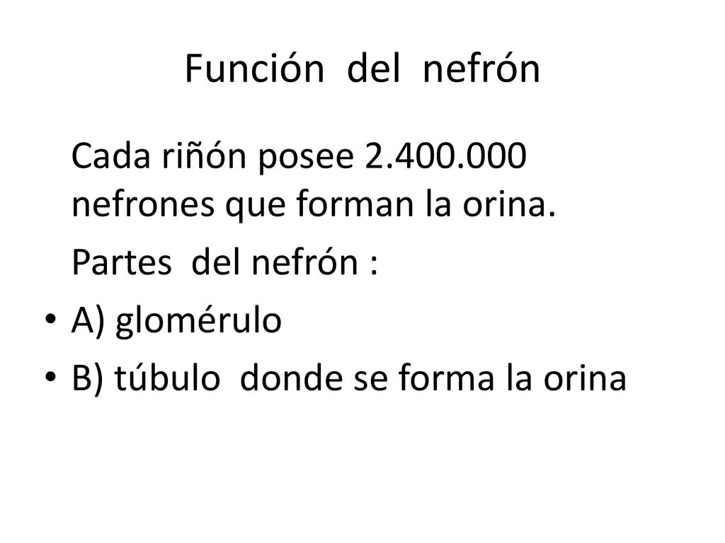 Función del nefrón Cada riñón posee nefrones que forman la orina. Partes del nefrón :