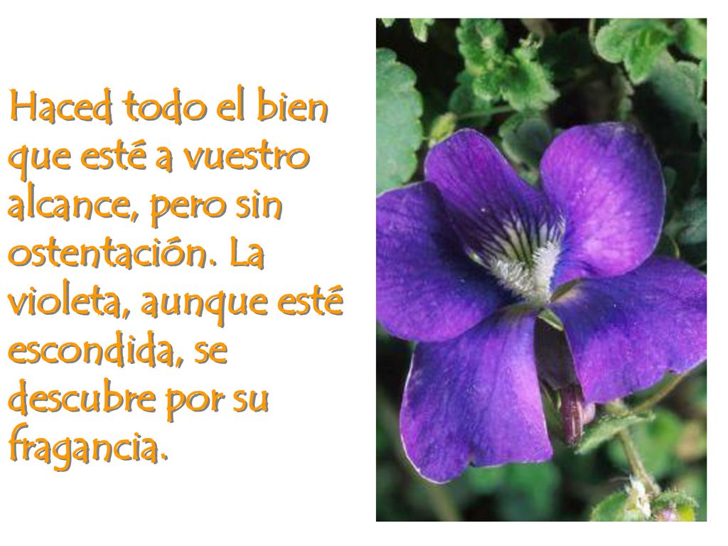 Haced todo el bien que esté a vuestro alcance, pero sin ostentación
