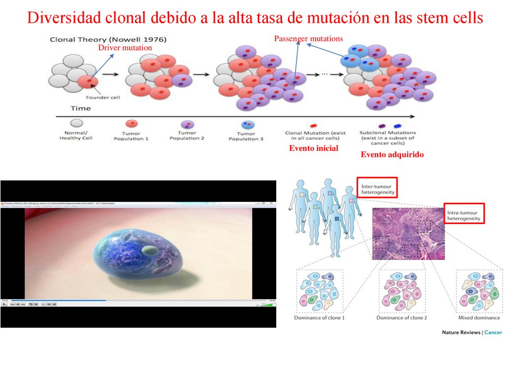 Diversidad clonal debido a la alta tasa de mutación en las stem cells