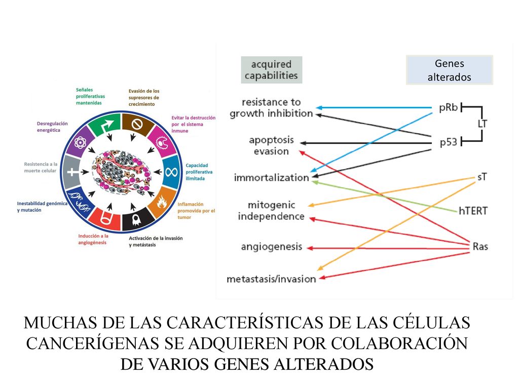 Genes alterados MUCHAS DE LAS CARACTERÍSTICAS DE LAS CÉLULAS CANCERÍGENAS SE ADQUIEREN POR COLABORACIÓN DE VARIOS GENES ALTERADOS.
