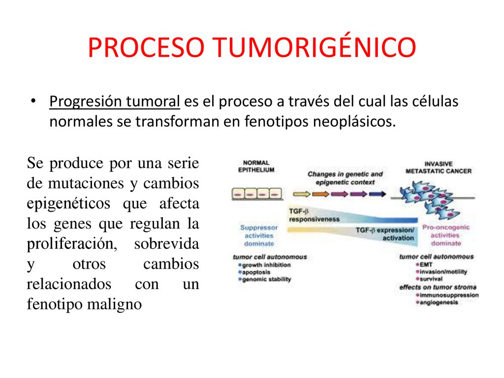 PROCESO TUMORIGÉNICO Progresión tumoral es el proceso a través del cual las células normales se transforman en fenotipos neoplásicos.
