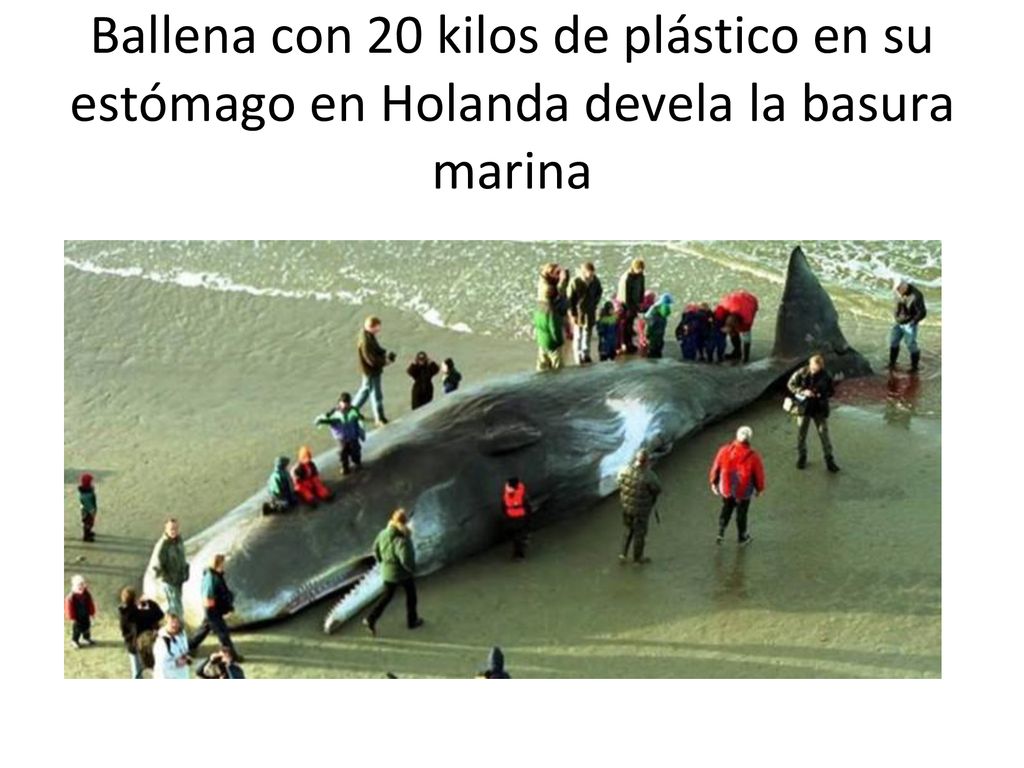 Ballena con 20 kilos de plástico en su estómago en Holanda devela la basura marina