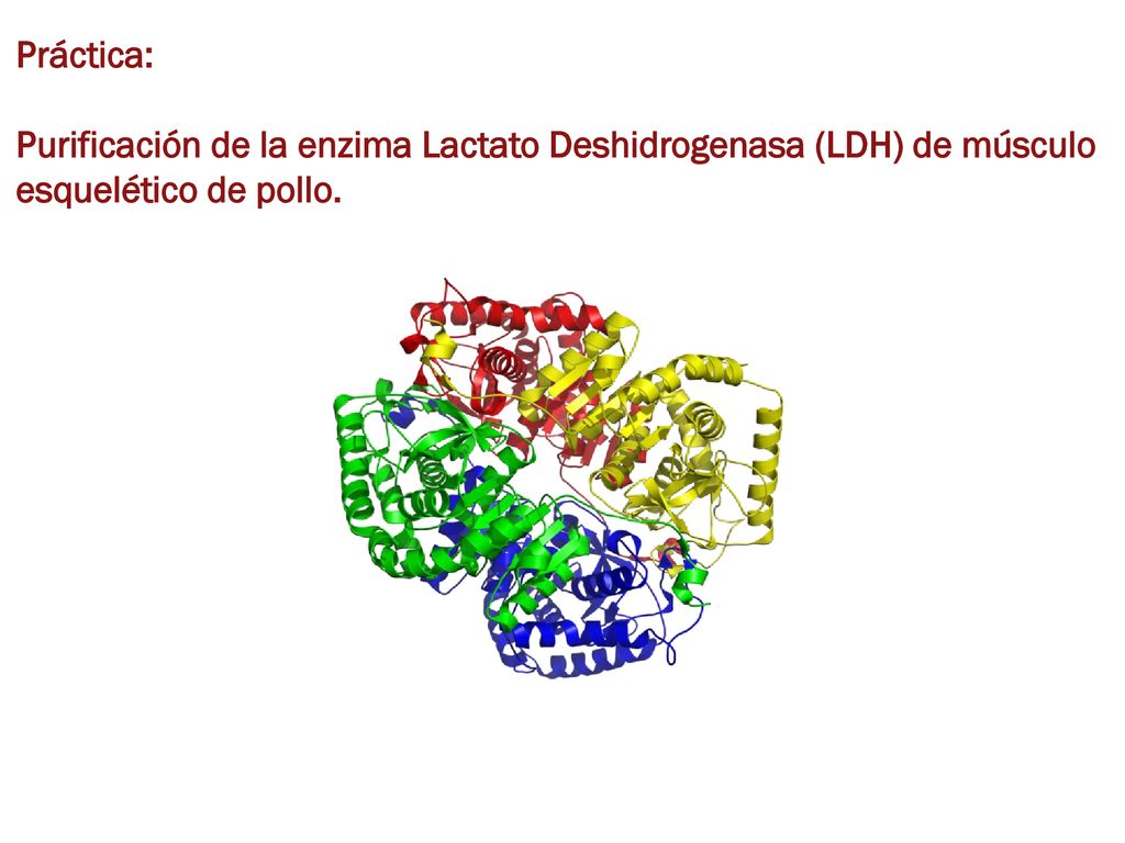 Práctica: Purificación de la enzima Lactato Deshidrogenasa (LDH) de músculo esquelético de pollo.