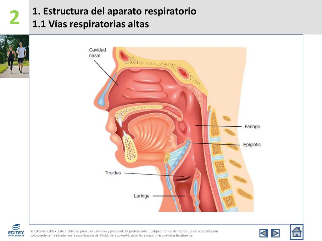 1. Estructura del aparato respiratorio 1.1 Vías respiratorias altas