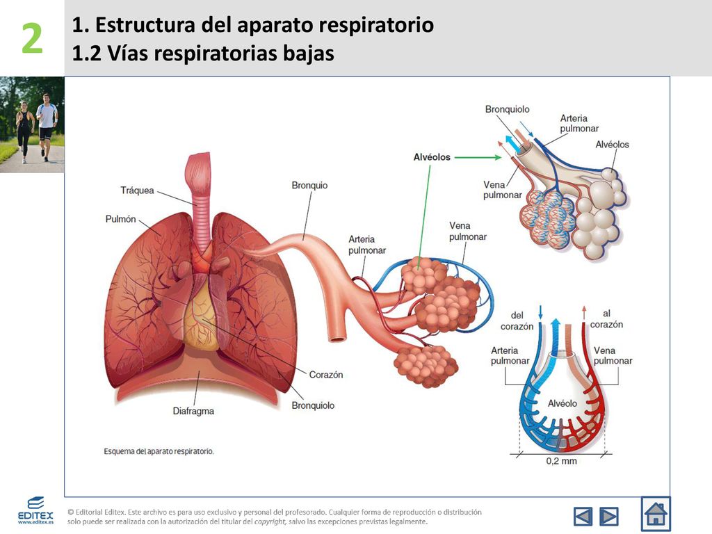 1. Estructura del aparato respiratorio 1.2 Vías respiratorias bajas
