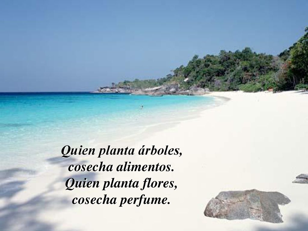 Quien planta árboles, cosecha alimentos. Quien planta flores, cosecha perfume.