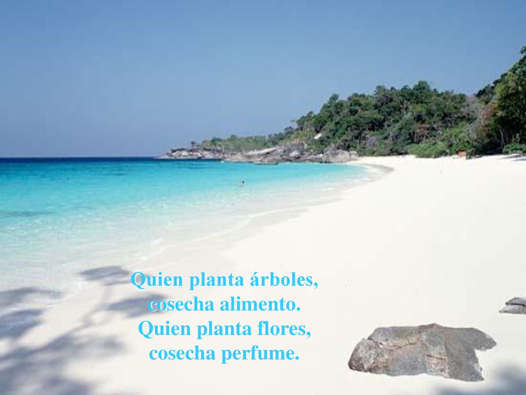 Quien planta árboles, cosecha alimento. Quien planta flores, cosecha perfume.