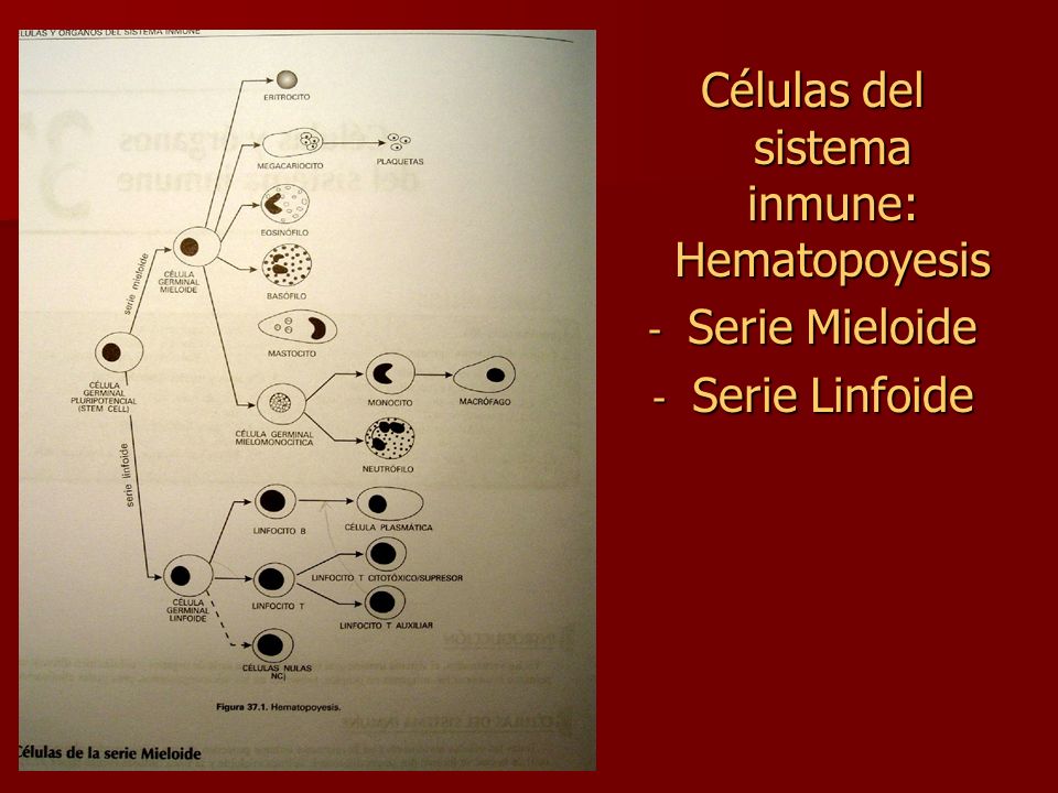 Células del sistema inmune: Hematopoyesis