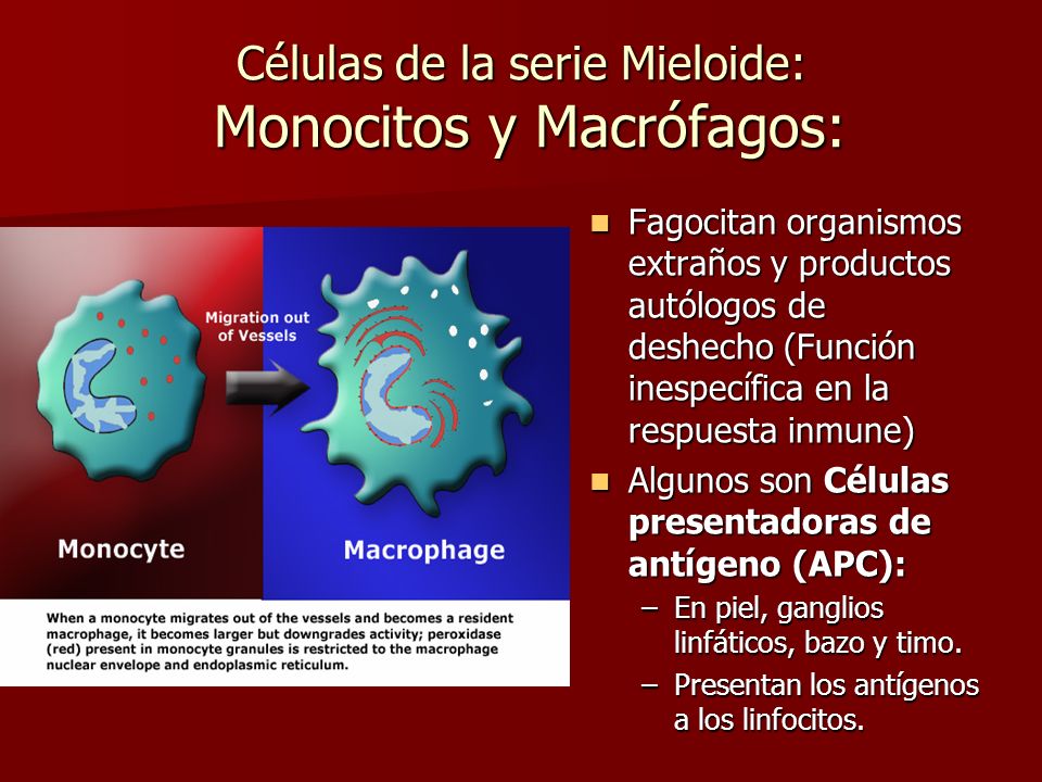 Células de la serie Mieloide: Monocitos y Macrófagos: