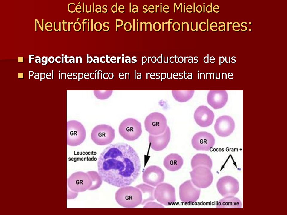 Células de la serie Mieloide Neutrófilos Polimorfonucleares: