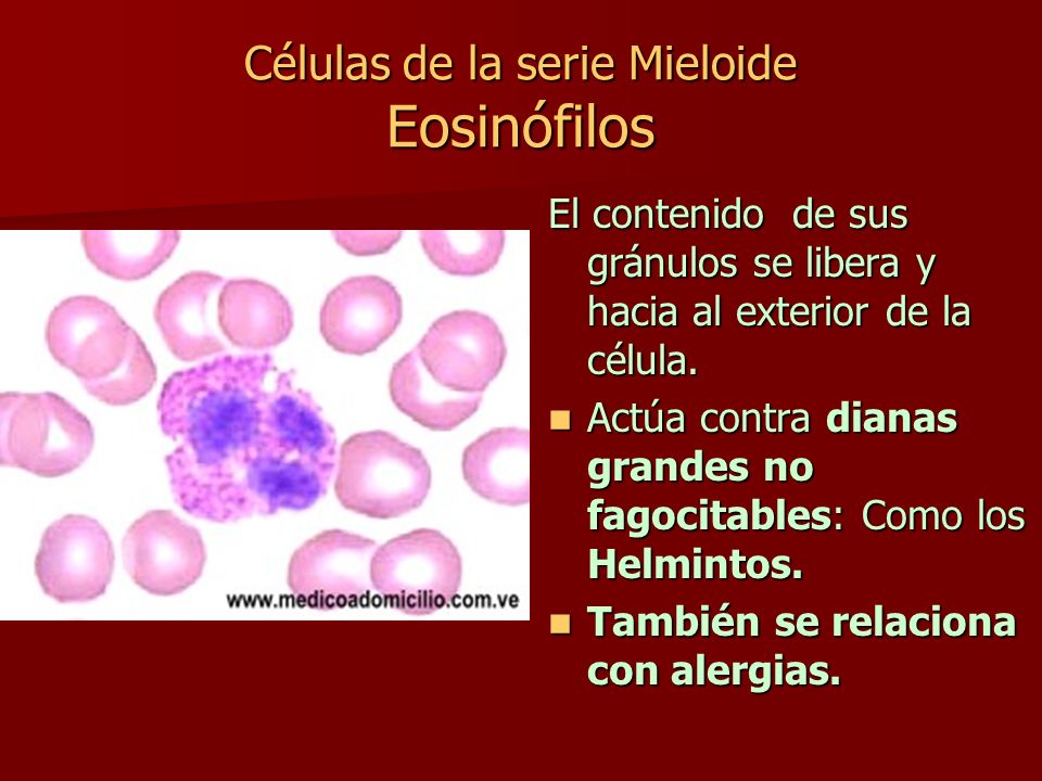 Células de la serie Mieloide Eosinófilos