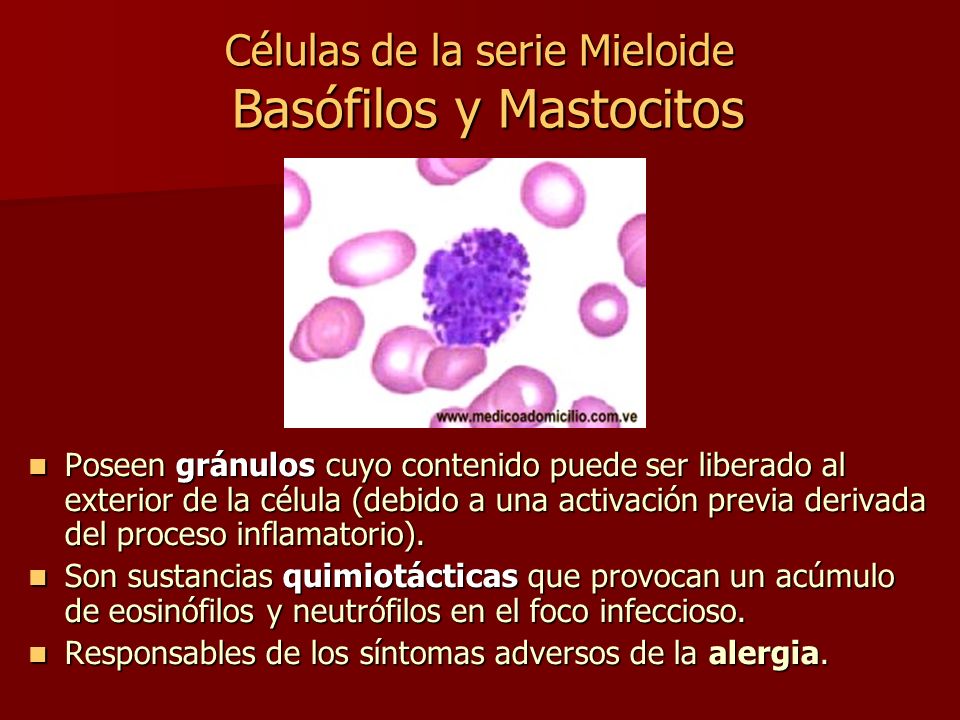 Células de la serie Mieloide Basófilos y Mastocitos