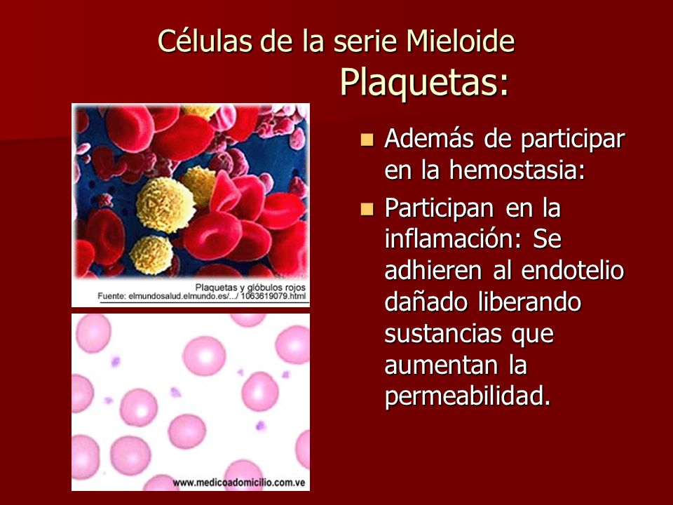 Células de la serie Mieloide Plaquetas: