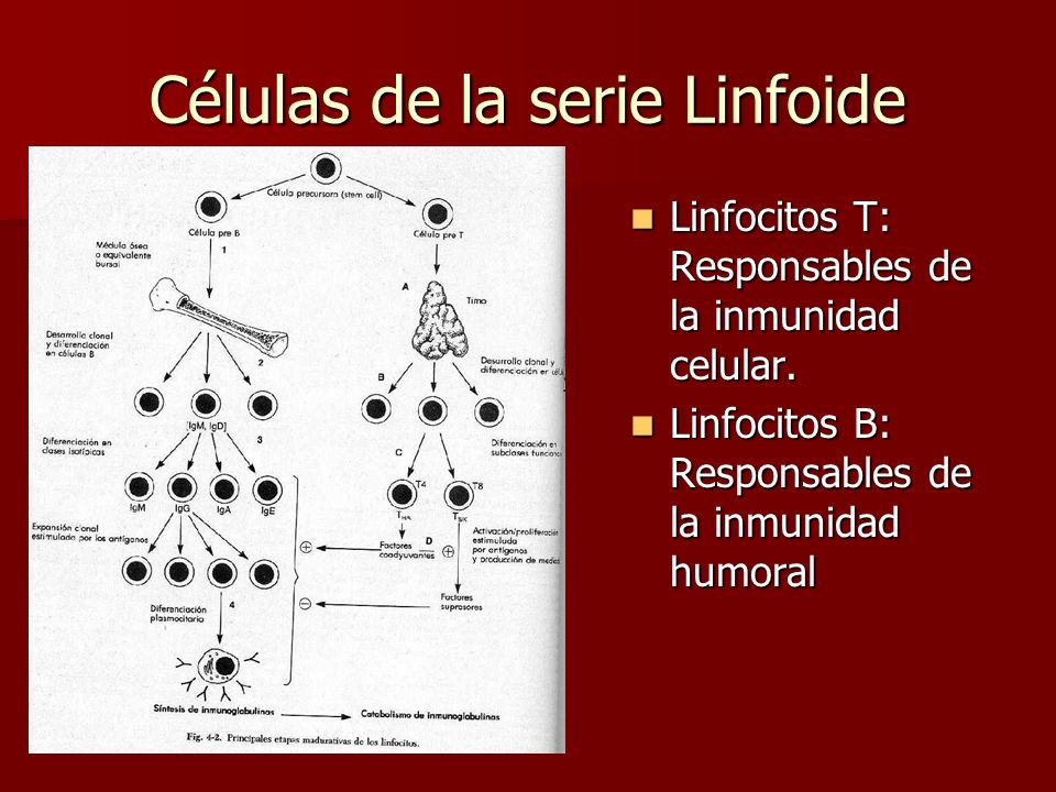 Células de la serie Linfoide