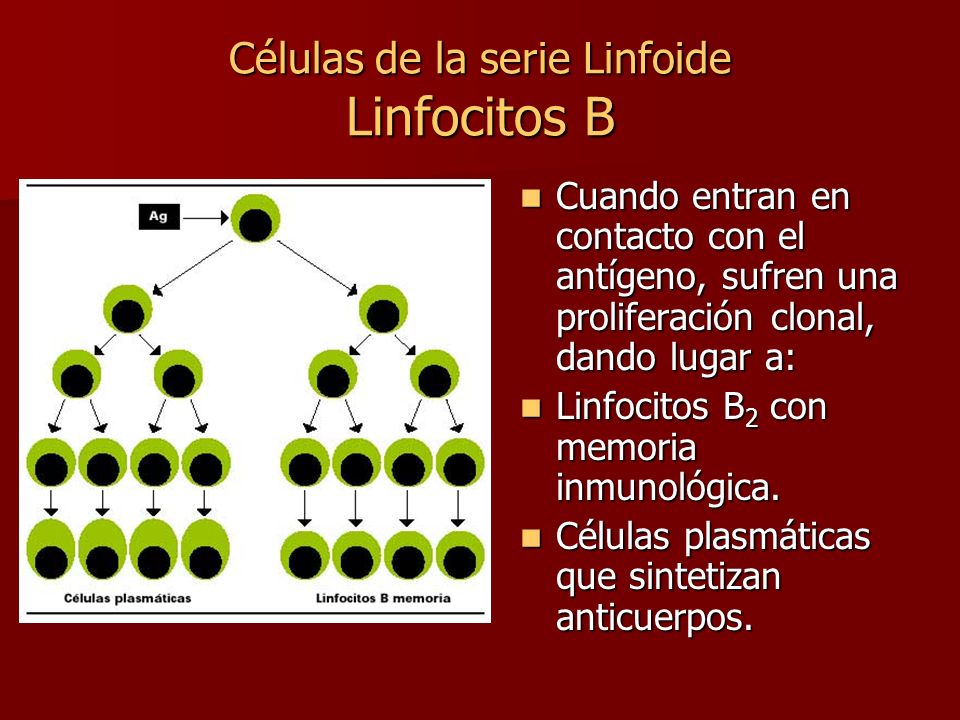 Células de la serie Linfoide Linfocitos B