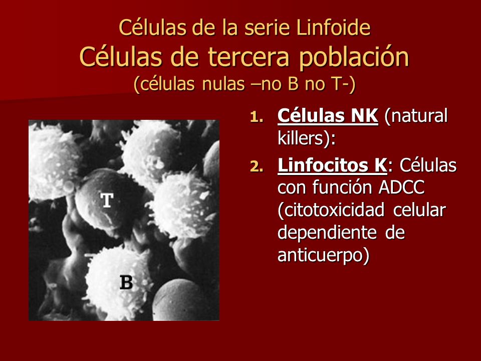 Células de la serie Linfoide Células de tercera población (células nulas –no B no T-)