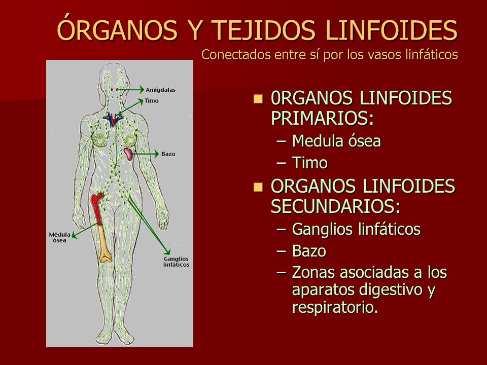 ÓRGANOS Y TEJIDOS LINFOIDES Conectados entre sí por los vasos linfáticos
