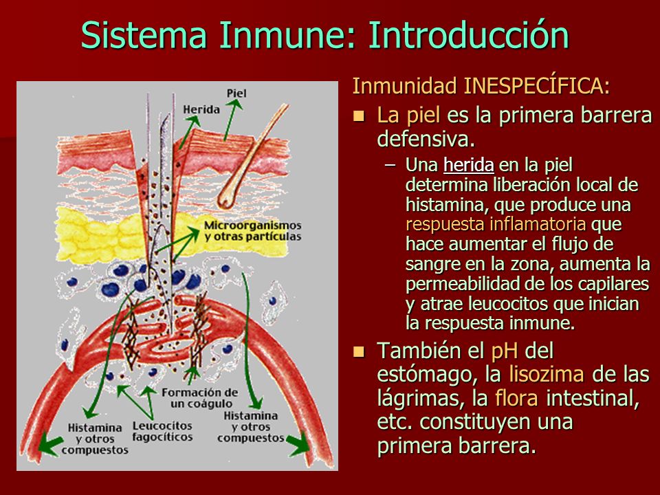 Sistema Inmune: Introducción