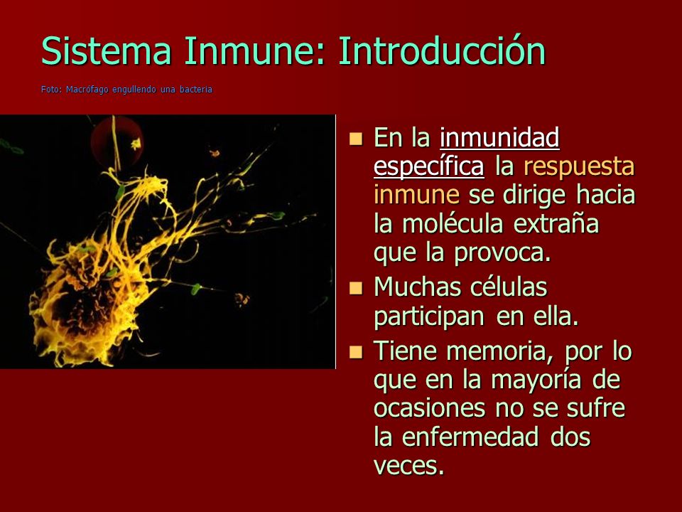 Sistema Inmune: Introducción Foto: Macrófago engullendo una bacteria