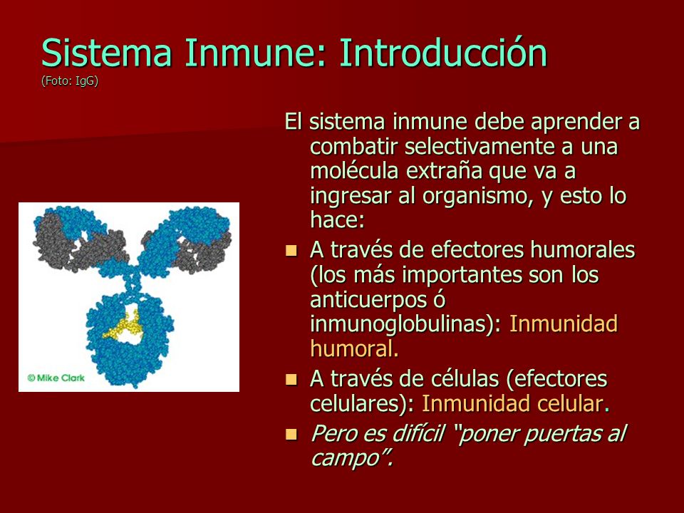 Sistema Inmune: Introducción (Foto: IgG)