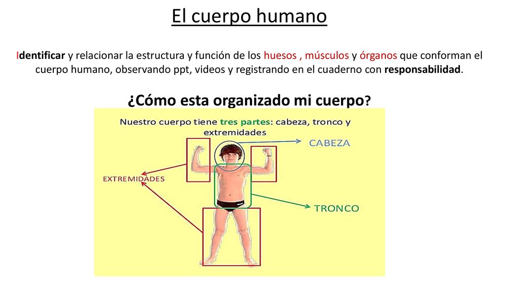 El cuerpo humano Identificar y relacionar la estructura y función de los huesos , músculos y órganos que conforman el cuerpo humano, observando ppt, videos y registrando en el cuaderno con responsabilidad.