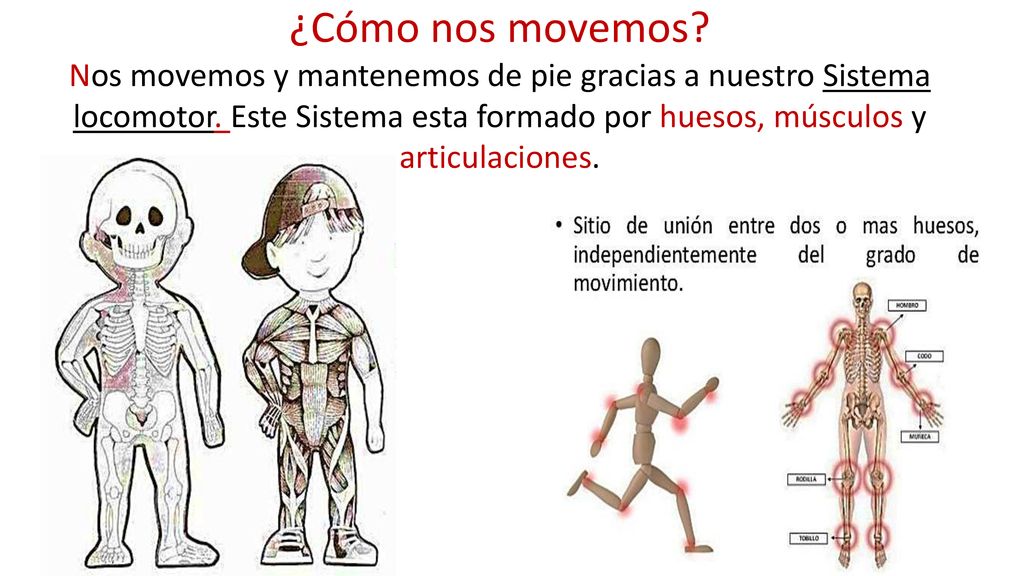 ¿Cómo nos movemos. Nos movemos y mantenemos de pie gracias a nuestro Sistema locomotor.