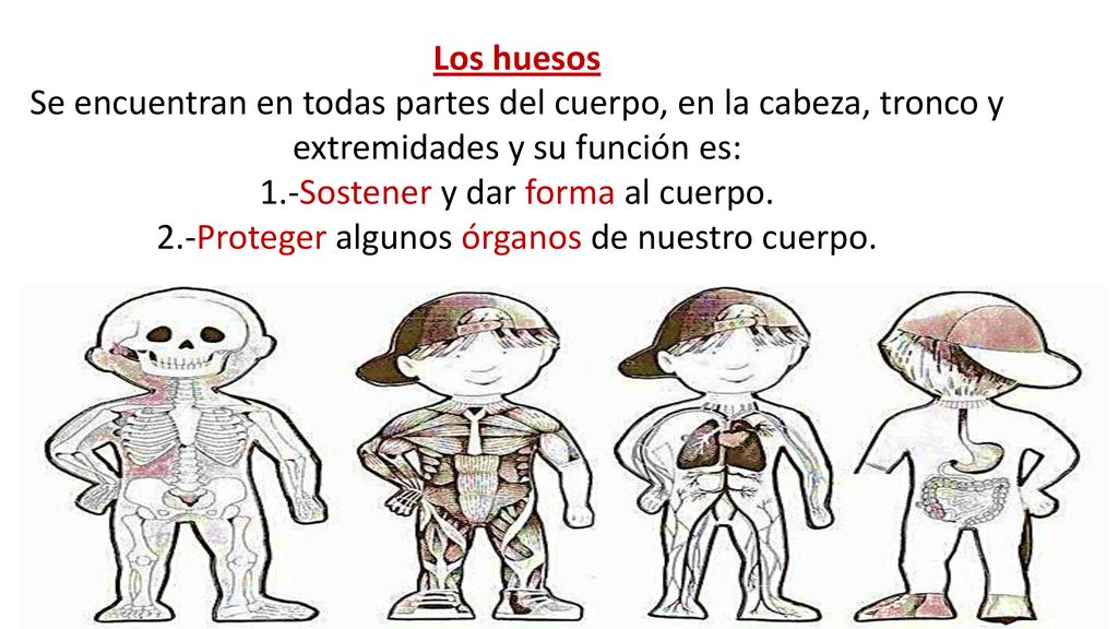 Los huesos Se encuentran en todas partes del cuerpo, en la cabeza, tronco y extremidades y su función es: 1.-Sostener y dar forma al cuerpo.
