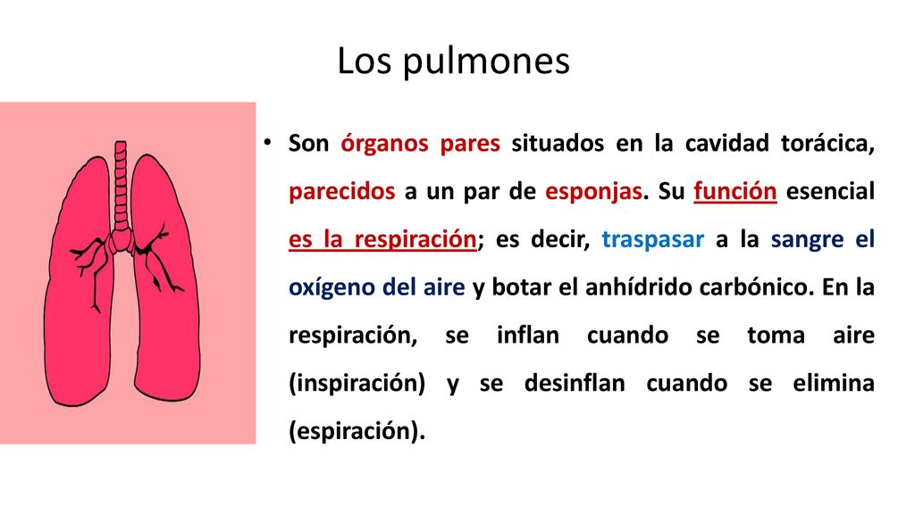 Los pulmones Los pulmones se ubican ene el tórax y están protegidos por las costillas.