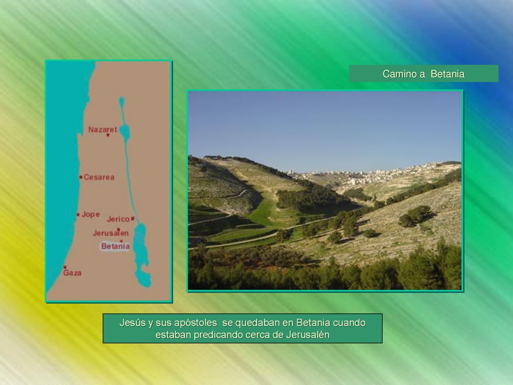 Camino a Betania Jesús y sus apóstoles se quedaban en Betania cuando estaban predicando cerca de Jerusalén.