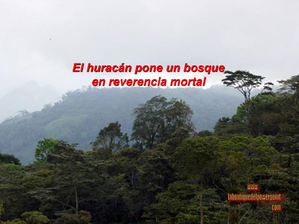 en reverencia mortal El huracán pone un bosque www.