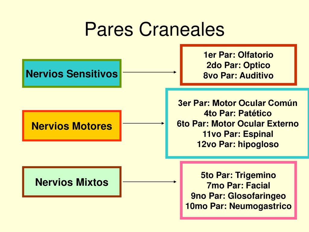 3er Par: Motor Ocular Común 6to Par: Motor Ocular Externo