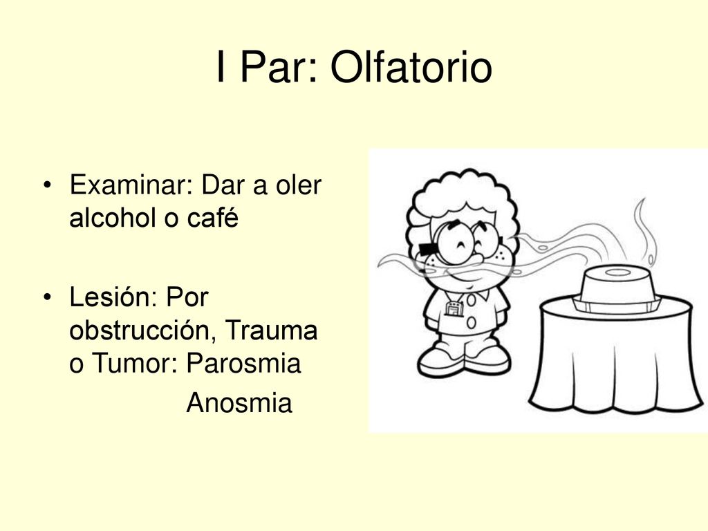I Par: Olfatorio Examinar: Dar a oler alcohol o café