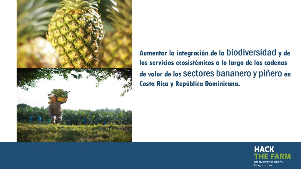 Aumentar la integración de la biodiversidad y de los servicios ecosistémicos a lo largo de las cadenas de valor de los sectores bananero y piñero en Costa Rica y República Dominicana.