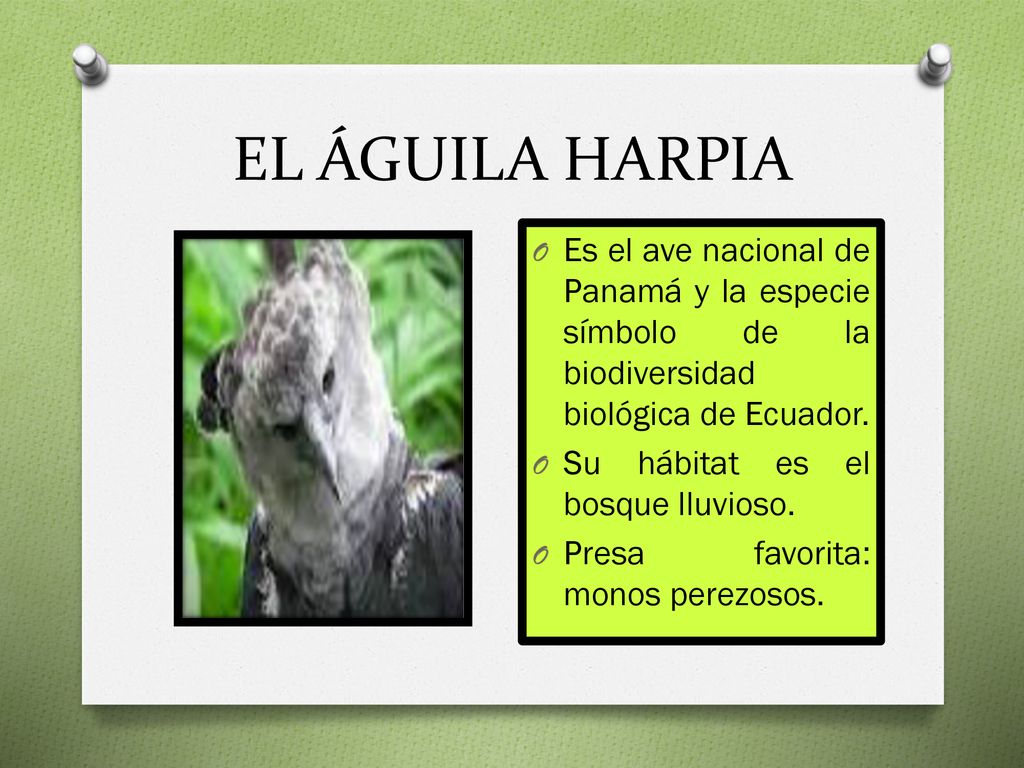 EL ÁGUILA HARPIA Es el ave nacional de Panamá y la especie símbolo de la biodiversidad biológica de Ecuador.