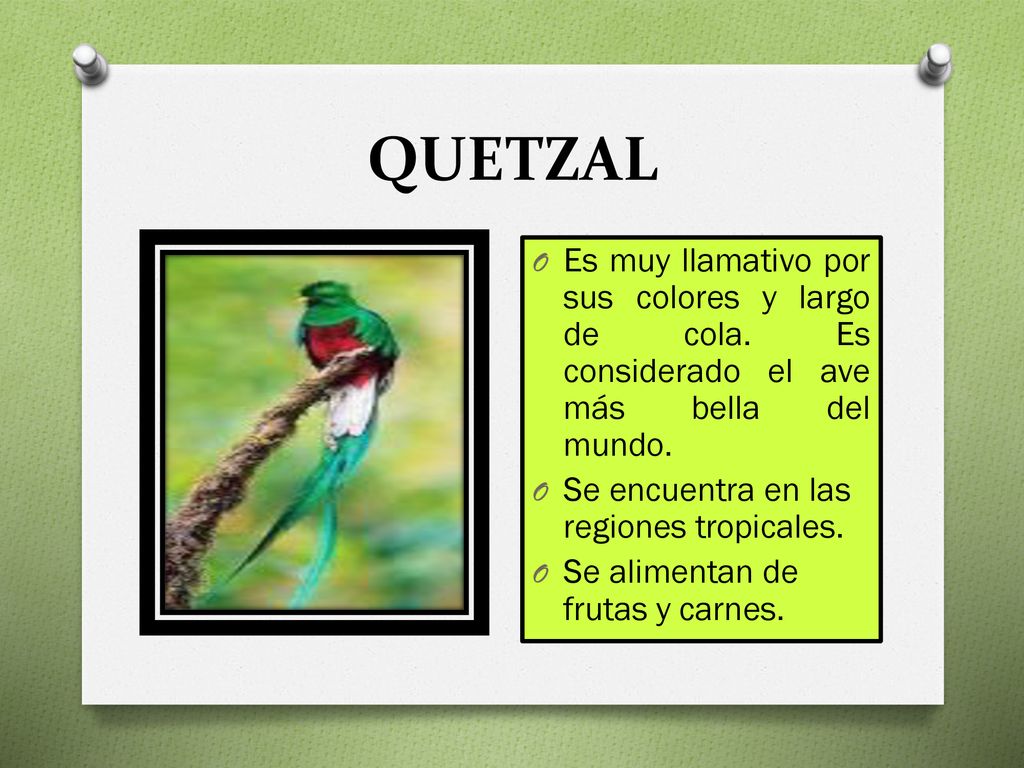 QUETZAL Es muy llamativo por sus colores y largo de cola. Es considerado el ave más bella del mundo.