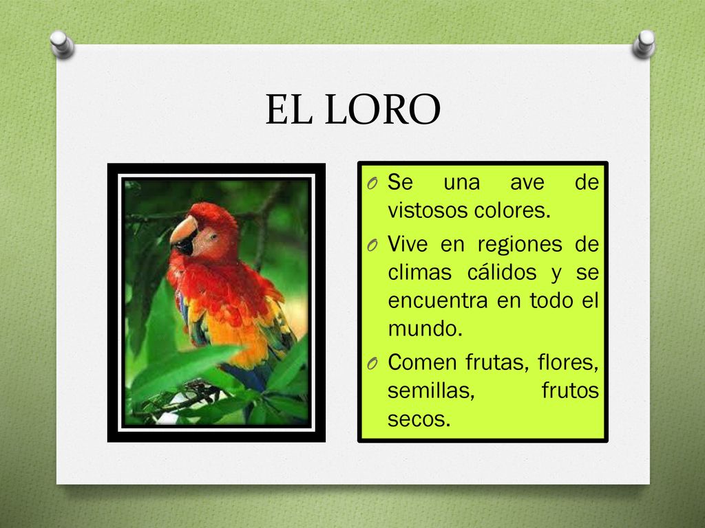 EL LORO Se una ave de vistosos colores.