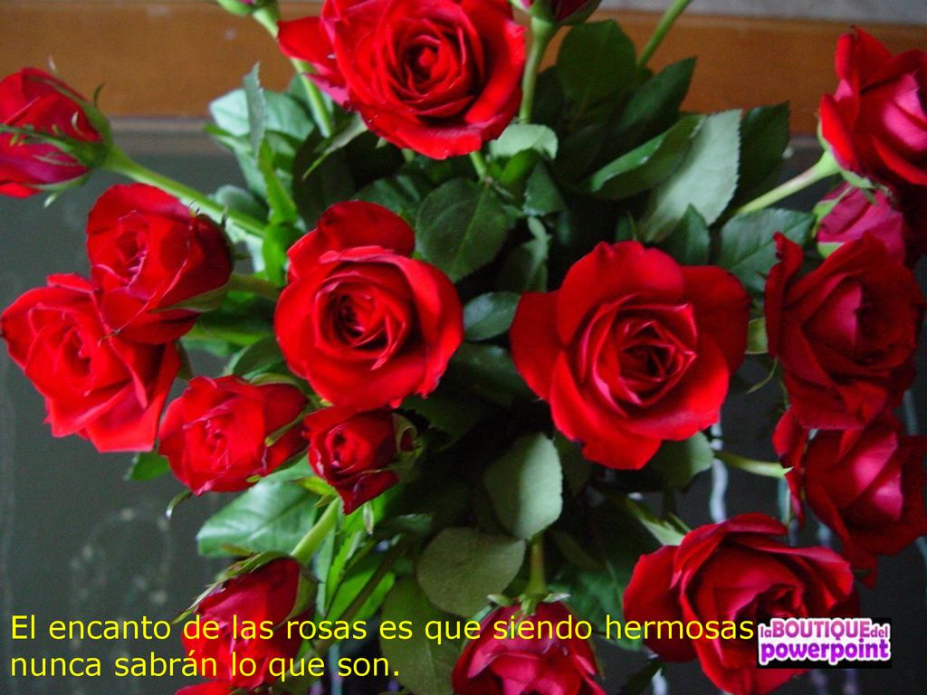 El encanto de las rosas es que siendo hermosas nunca sabrán lo que son.