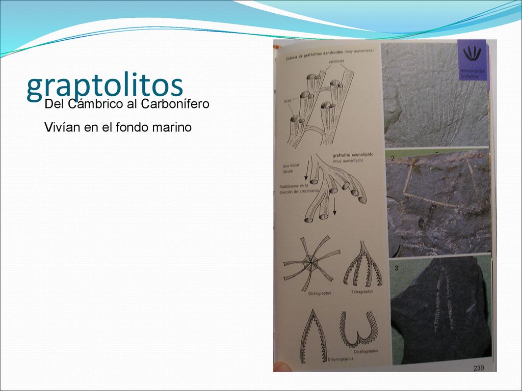graptolitos Del Cámbrico al Carbonífero Vivían en el fondo marino