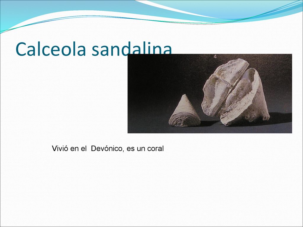 Calceola sandalina Vivió en el Devónico, es un coral
