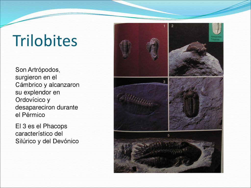 Trilobites Son Artrópodos, surgieron en el Cámbrico y alcanzaron su explendor en Ordovícico y desapareciron durante el Pérmico.